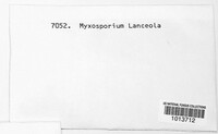Myxosporium lanceola image